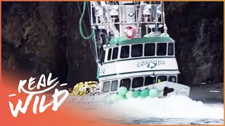 Risking it all: Alaska and the English Channel [Extreme Fishing Documentary] | Real Wild