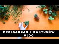 Jak przesadzać KAKTUSY, sukulenty i ROŚLINY DELIKATNE wrażliwe 🌱 Vlog 🌱