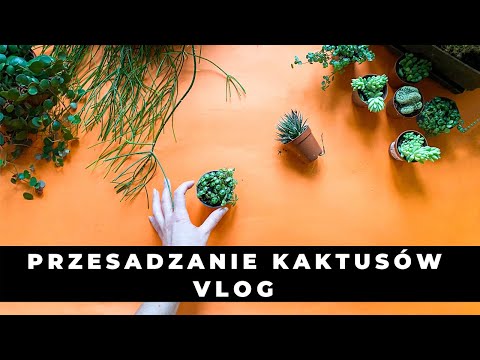 Wideo: Jak Zawiązać Kaktusa