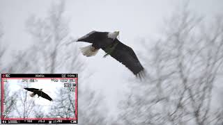Eagle with Some Pine  #birds #wildbirds #baldeagle #wildlife #wildeagle #birdslover