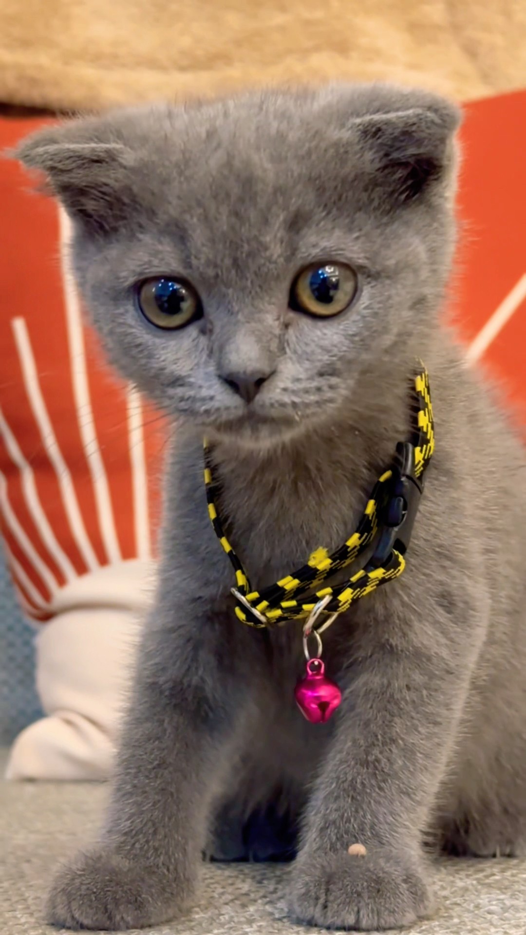 Cute ❤️?‍⬛???? #cat #cats #kitten