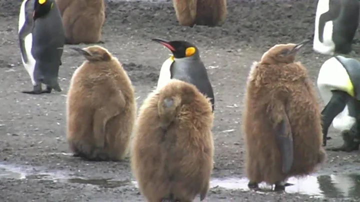 Antarctica, King Penguins Colony at Salisbury Plain Bay of Isles South Georgia