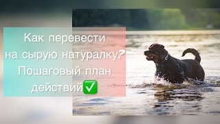 Как собаку перевести на сырую натуралку? Пошаговый план