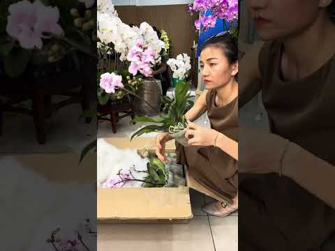 Lan Hồ Điệp