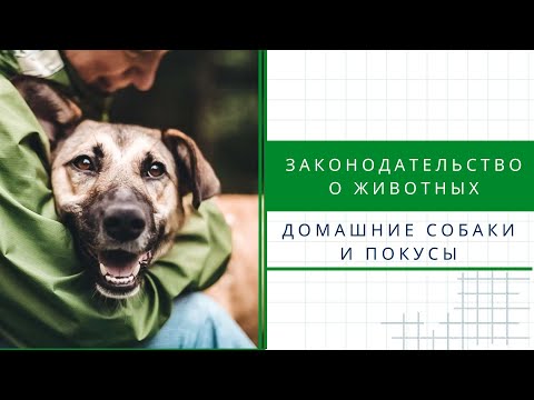 Законодательство о животных: домашние собаки и статистика покусов