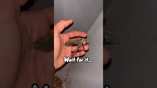 Huge moth emerging? butterflies moths viral shortsfeed cute viralshorts