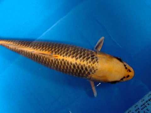 17"-18" Kin Matsuba Koi Fish - YouTube