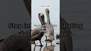 Step into the fascinating world of pelican s breeding share subscribe shorts