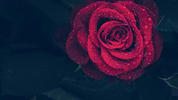 Quelle est la signification de la Rose Bleue ?