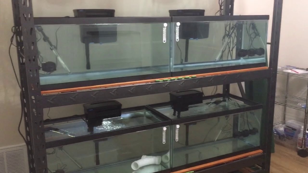 Looking for the best muscle rack for multitier aquarium system