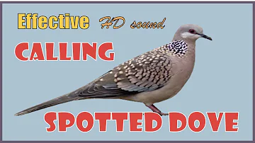 Spotted doves calling! Very effective HD sound (pantawag para lumapit ang bato-bato)