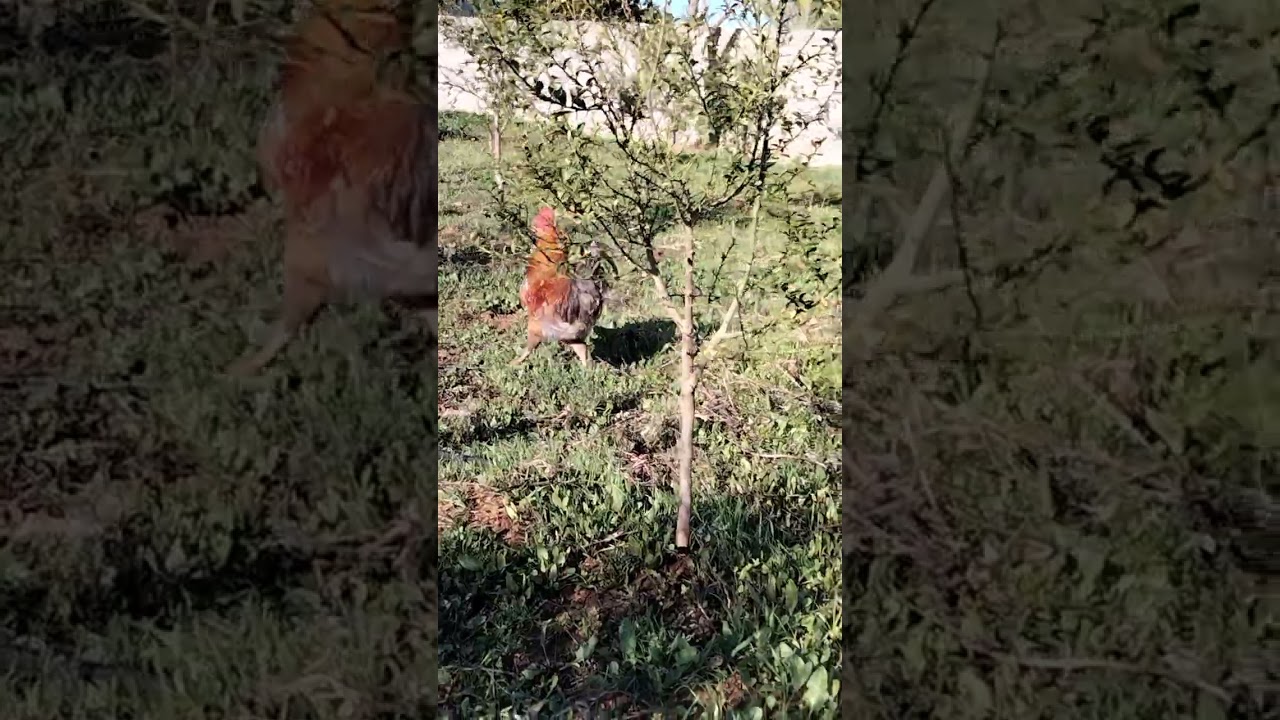 دجاج مع طبيعة روعه🐓🐔🥚🥰 chicken