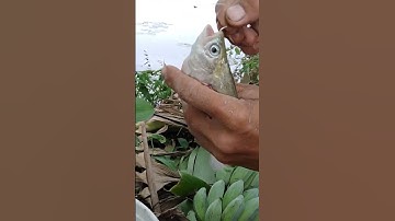 kỹ thuật câu cá thác lác đồng #shorts