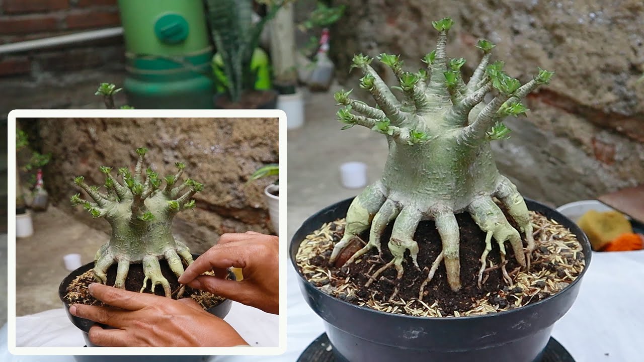 Adenium root training. how I arrange adenium roots. easy & simple