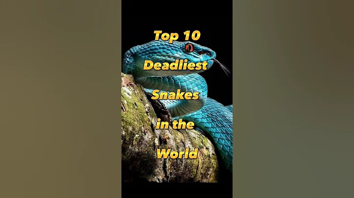 Top 10 Most Dangerous Snakes in the World || #shorts #snakes #top10 - DayDayNews