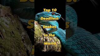 Top 10 Most Dangerous Snakes in the World || #shorts #snakes #top10 screenshot 3