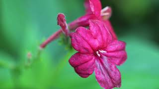 {Flower Cafe. 46} Ruellia rosea in SINGAPORE / Music - Hush Little Baby, The Green Orbs 루엘리아