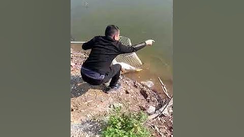 SĂN CÁ TRẮM ĐEN CŨ KHỦNG kHUYÊN 2 TRIỆU CÒN SÓT LẠI CỦA HỒ LỤC