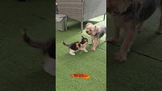 Sasha vs Charlie- tiny kitten...huge problems. #petvlog #cute #funnypets #shorts