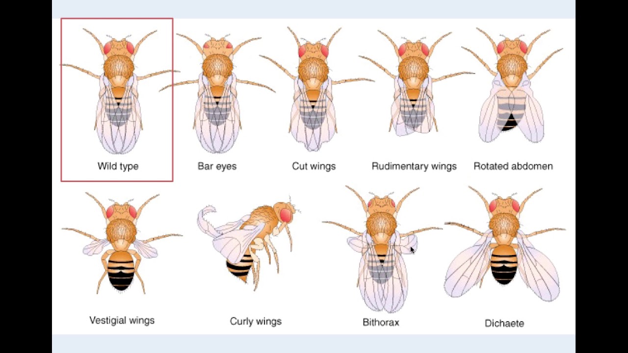 Muchy drosophila melanogaster samiec ebony samica black