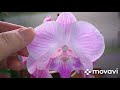Орхидея Радуга после трех обработок от трипсов. Два биглипа к Новому году!