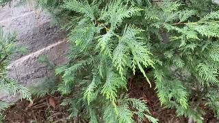 Leylandi Çam Budama Nasıl Yapılır? - Leylandi Çam Bakımı Resimi