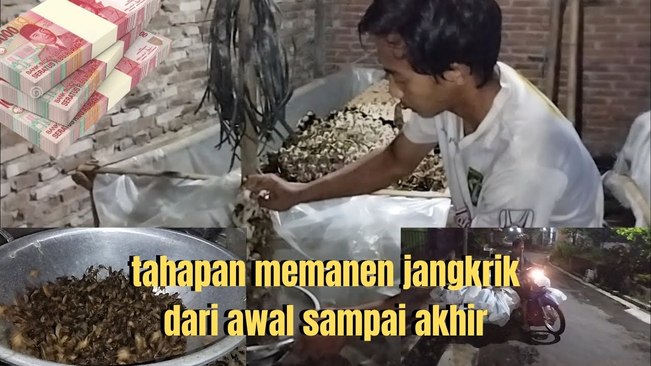 tahapan panen jangkrik dari awal sampai akhir 