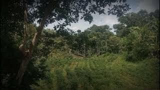 IKAN PAIIS Instrumental lagu daerah Bengkulu