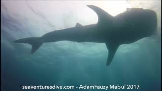 Whaleshark Seaventures Mabul by Adam Fauzy July 2017