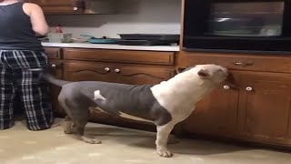 Dog Playing With Their Owner's Funny Video 2020  | Funniest Dog Video Of 2020   Dog Funny Videos