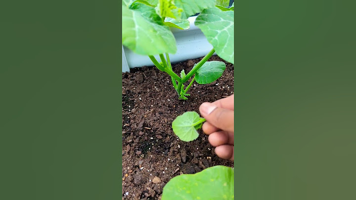 Biggest Mistake when growing Butternut squash ! Get Maximum Production Faster!#shorts #garden