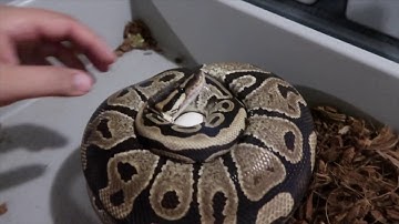 Ball python Maternal Incubation from beginning to end!