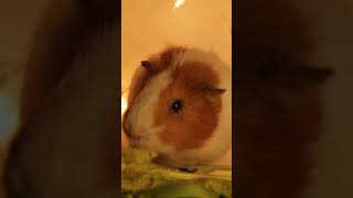 ASMR Guinea Pigs Munching Lettuce #asmr #shorts #asmrshorts