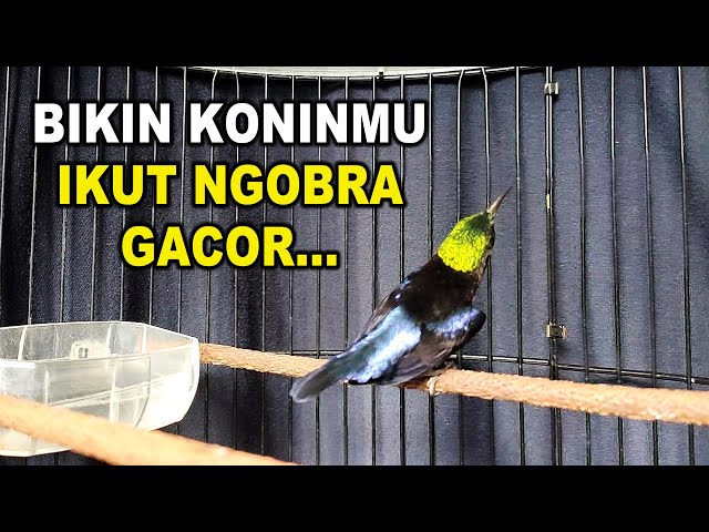 KONIN GACOR NGOBRA SUARA KERAS || COCOK UNTUK PANCINGAN KOLIBRI NINJA BAHAN CEPAT EMOSI BUNYI class=