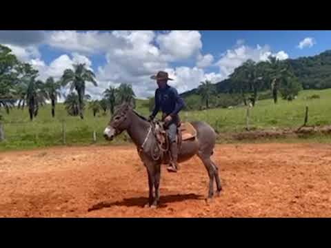 LOTE 34   Gaivota do Camapua