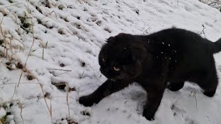 Leaving my 🐾prints in the snow! 😻