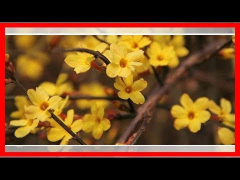 Video: Jasminschnitt: Wann und wie man Jasminpflanzen beschneidet