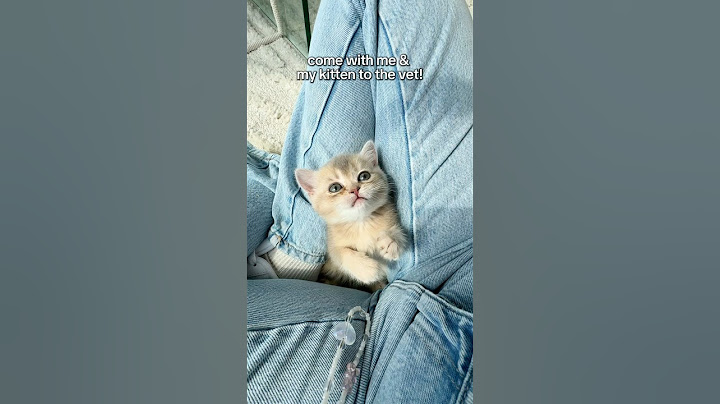 Taking my 8 week old kitten to the VET for the first time!