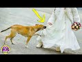 Nadie En La Boda Sabía Lo Que Escondía Debajo De Su Vestido Pero El Perro Sintió El Peligro a Tiempo