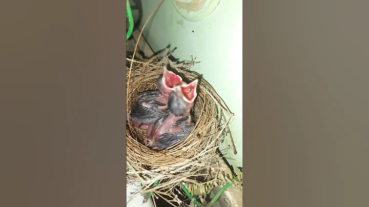 Red velvet bull bull bird 🐦 - DayDayNews