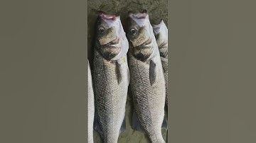 SEABASS ou BAR SHIMANO EXSENCE SILENT ASSASSIN #shorts #short