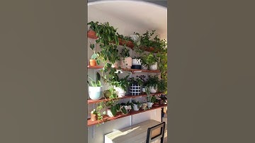 Wall Shelves For Indoor Plants | Kanishka Hi-Tech Nursery