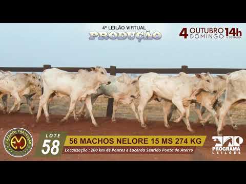 LOTE 58