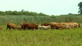 Egy délután a legelőn Máté János gulyással (Traditional herding, with English subtitles) screenshot 3