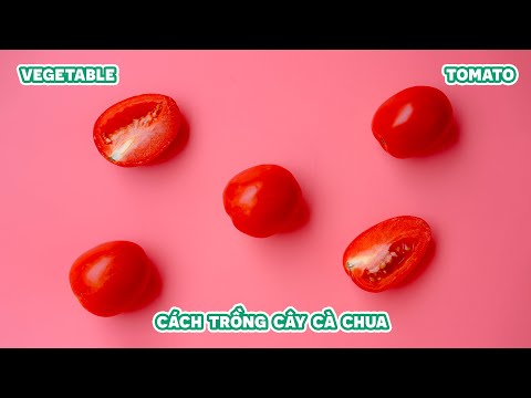 Video: Trồng cây cà chua: Cách trồng cây cà chua