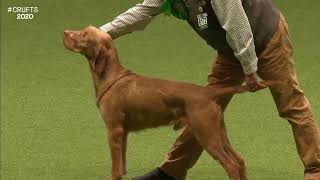 Best of Breed, Gundog Group|HUNGARIAN WIREHAIRED VIZSLA|(2017-2022) by Dogs Dogs and More Dogs 156 views 5 months ago 3 minutes, 24 seconds