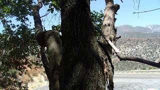 Spotlight on Trees: Bigleaf Maple (Acer macrophyllum)- Angeles National Forest- 8/24/20
