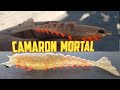 Pesca con camaron artificial // PESCA CON