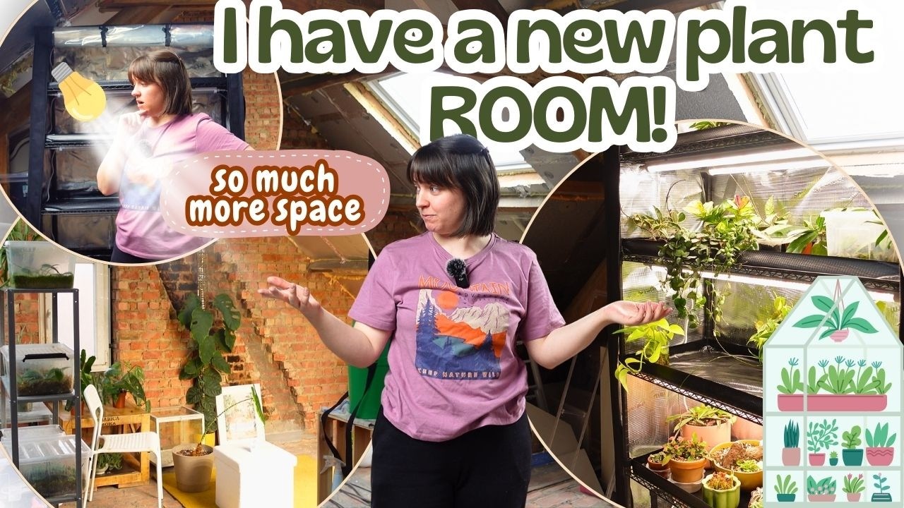 Новая комната для растений на чердаке 🌿 Перемещаем, переставляем и расставляем свои растения на н...