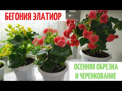 БЕГОНИЯ ЭЛАТИОР 🌺 Осенняя ОБРЕЗКА  и ЧЕРЕНКОВАНИЕ